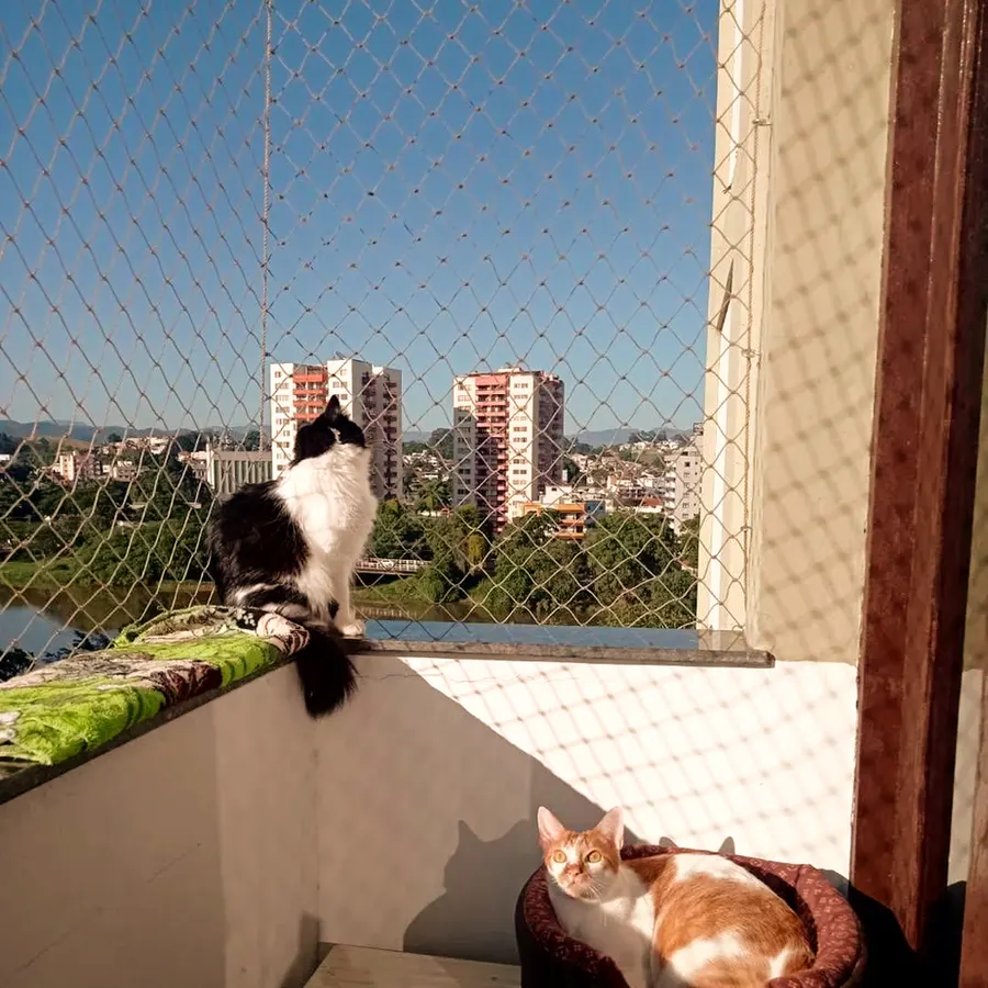 Dois gatos tranquilos na varanda protegida por rede